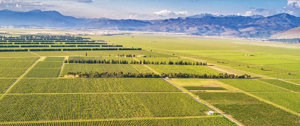 Crna Gora u komšiluk najviše izvozi vino i tepihe