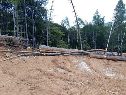 Država od šuma zaradila 7,6 miliona, a izgubila milijardu