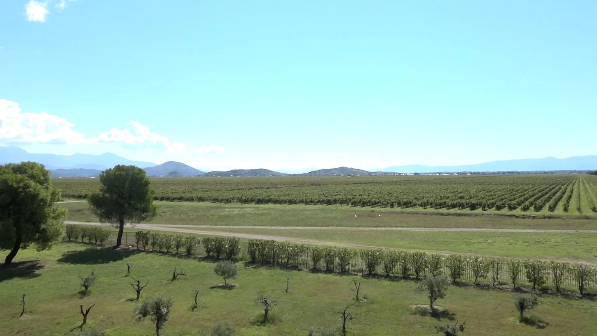 13. jul Plantaže: Jedinstveno vinogradarstvo kojeg obožavaju Kinezi