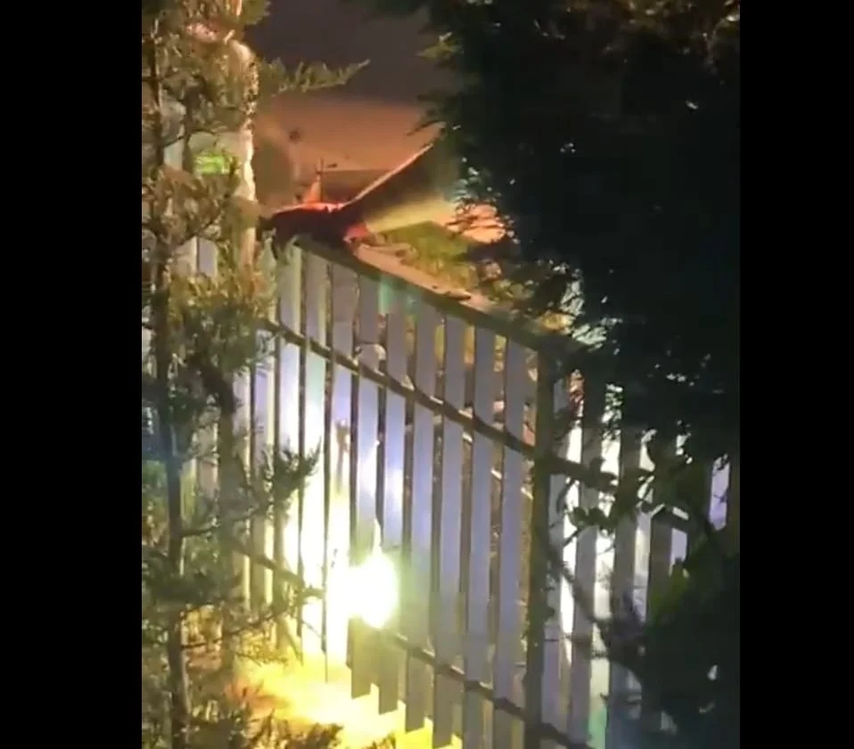 U dvorištu Bojanićeve vile pronađena tijela tri žene