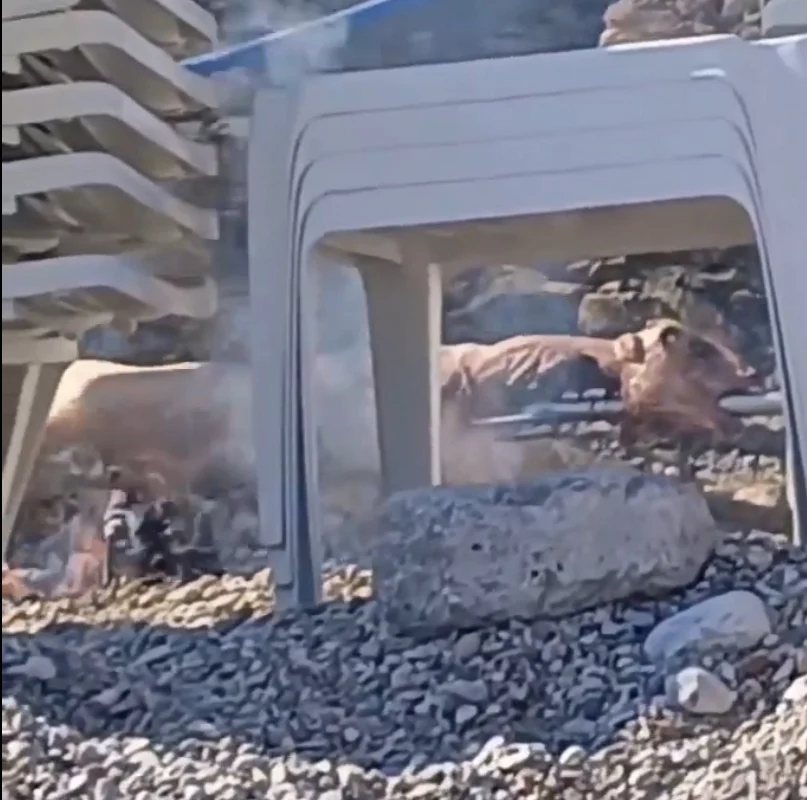 Dotakli dno: Pekli jagnje na čuvenoj CG plaži