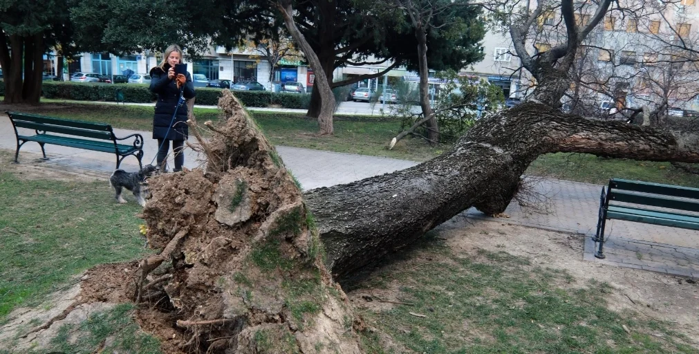 Olujni vjetar čupao stabla iz zemlje