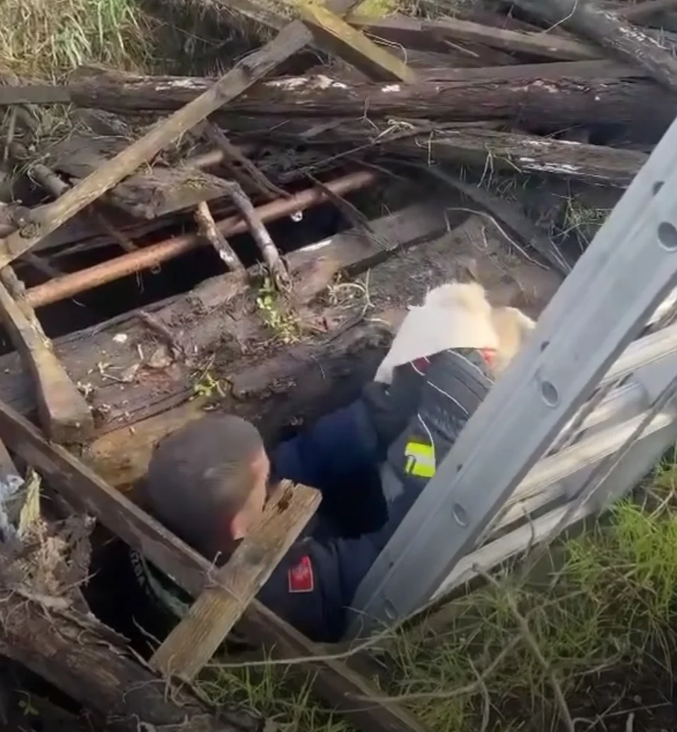 PODGORICA: Služba zaštite i spašavanja spasila psa