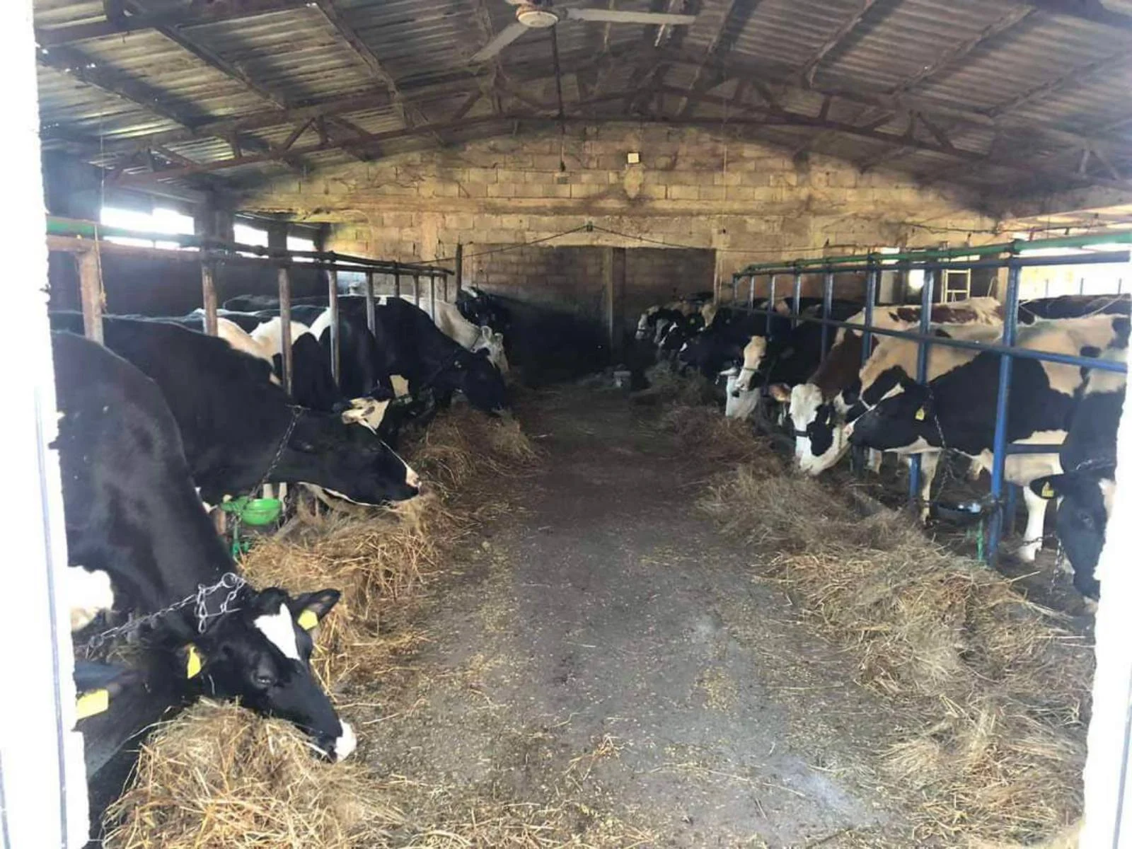 Milkin ukusni sir iz Ljutotuka