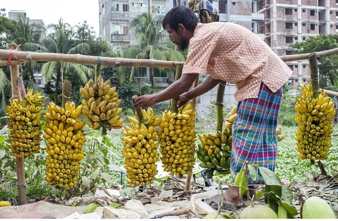 Cijene banana će nastaviti rasti, a sve zbog klimatskih promjena