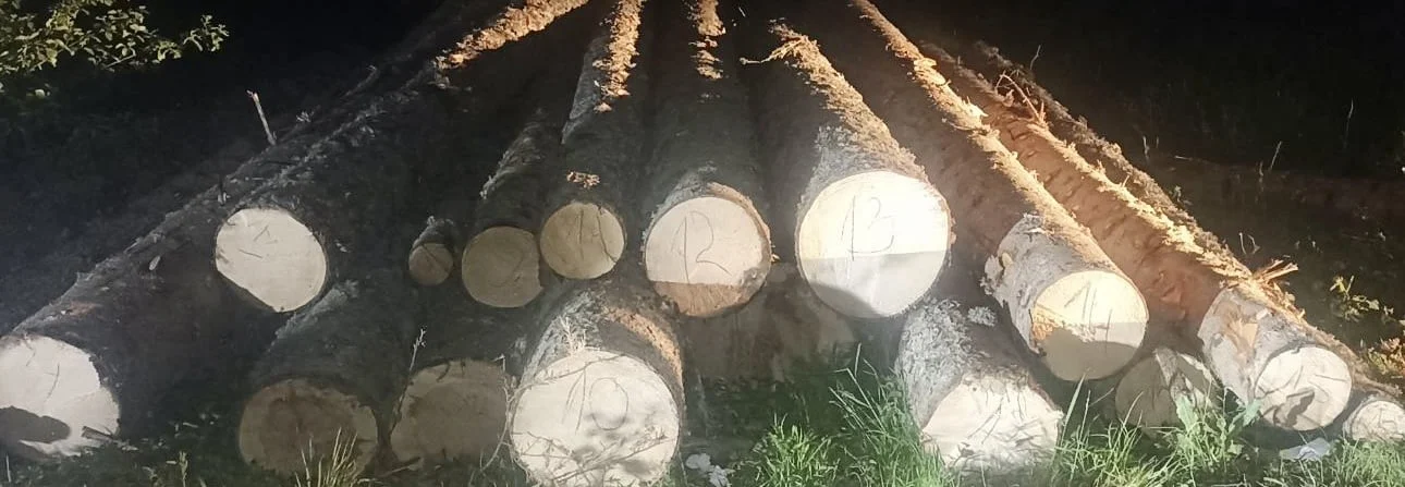 Nova uspješna zaplijena bespravne građe u Beranama