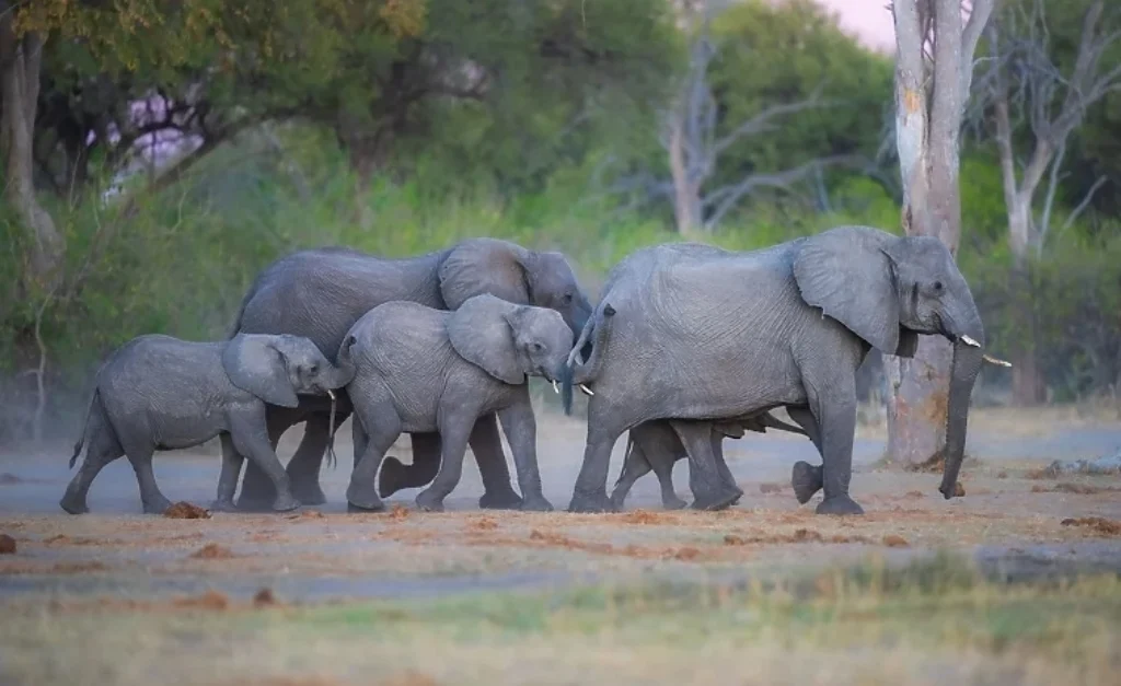 Namibija će ubiti više od 700 životinja, uključujući slonove i zebre te hranu podijeliti stanovništvu