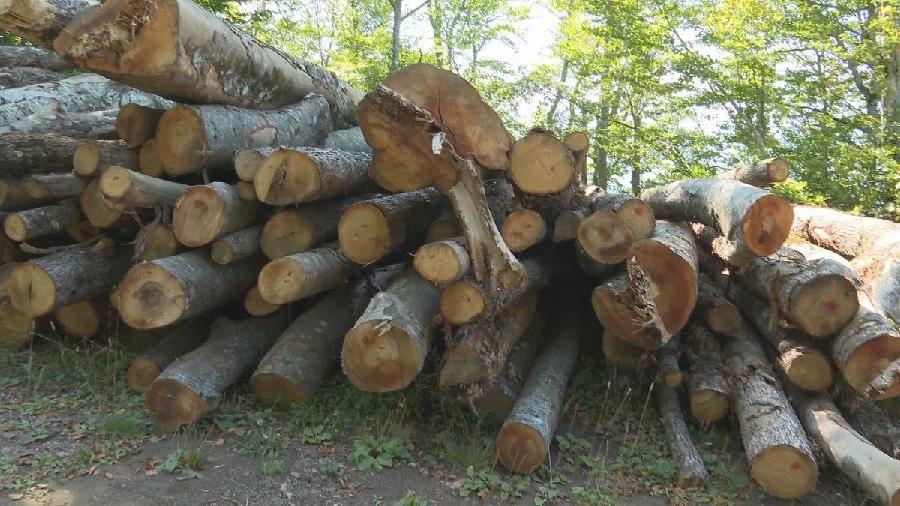 Krivična prijava Mojkovčaninu zbog šumske krađe