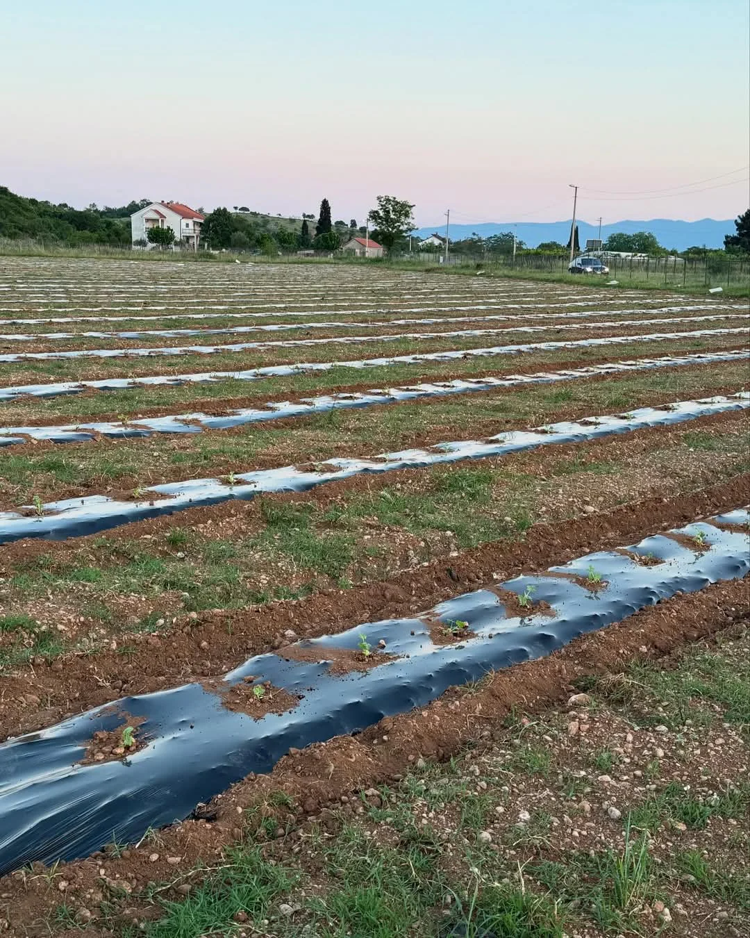 Potpredsjednik Gjeloshaj otvorio sezonu sadnje: Nastavljam da ulažem u poljoprivredu i vjerujem u domaći proizvod