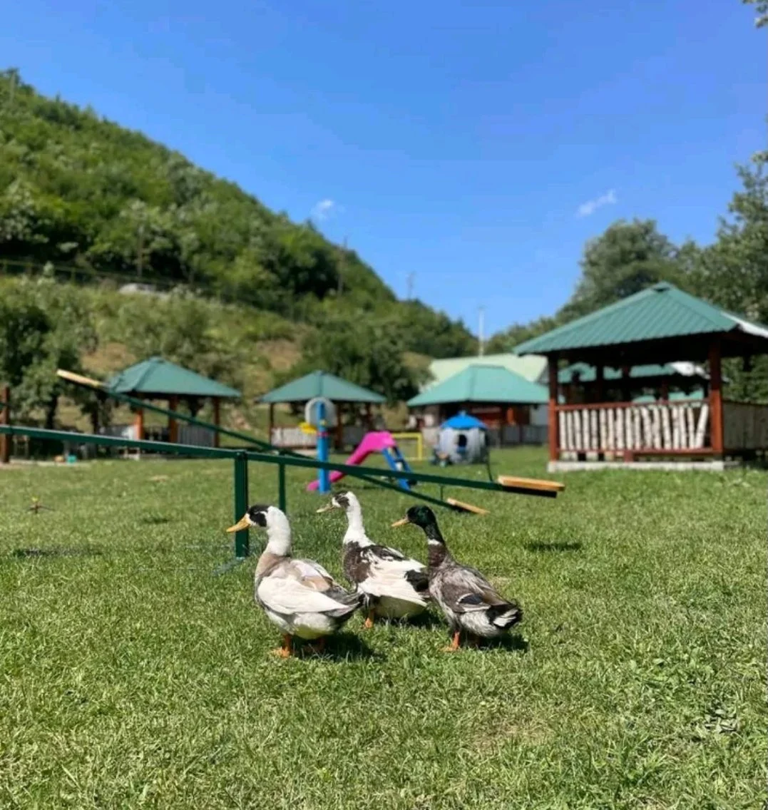 U zagrljaju prirode: Priča braće Dizdarević i snova koji su procvjetali na selu