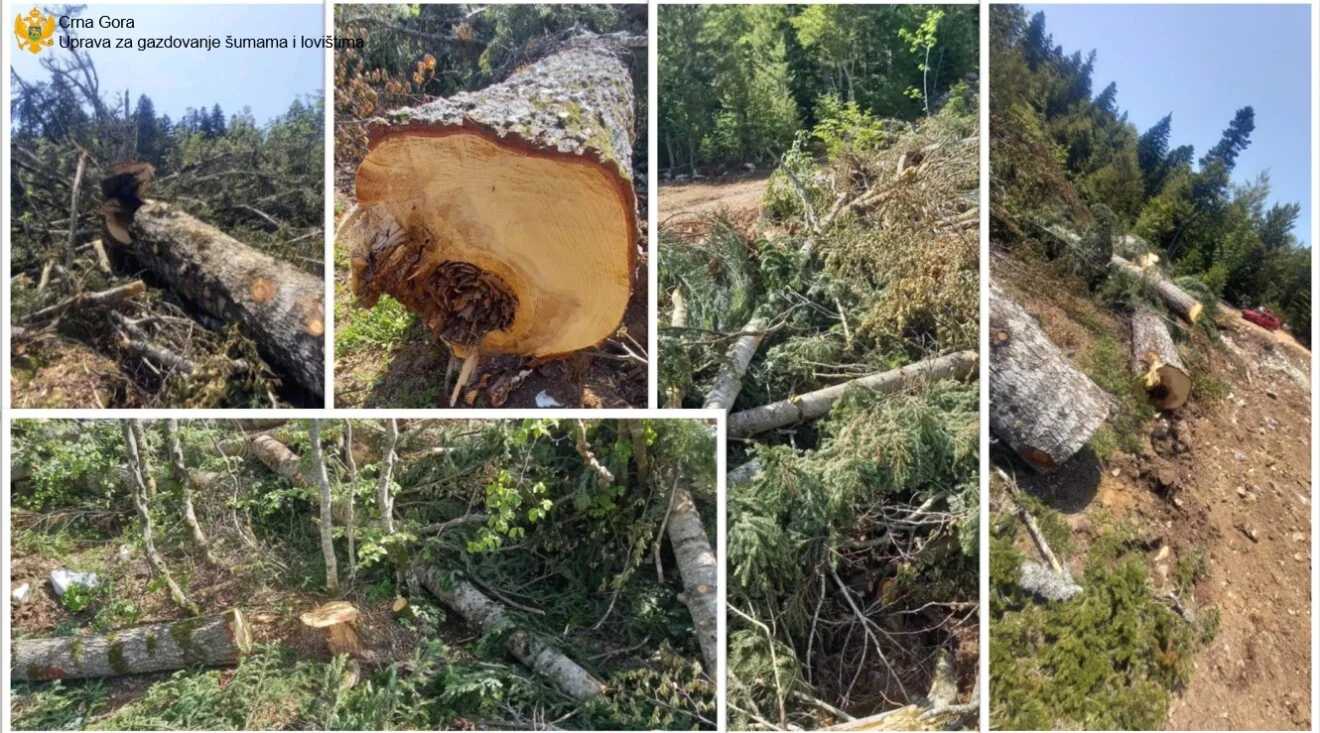 „Novi Boksiti“ izvršili bespravnu sječu državne šume, podnesene krivične prijave