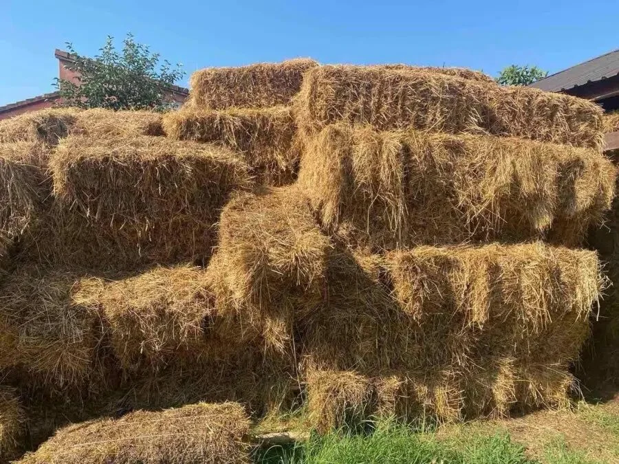 Sijeno nikada jeftinije: U Podgorici deset, na sjeveru pet centi po kilogramu