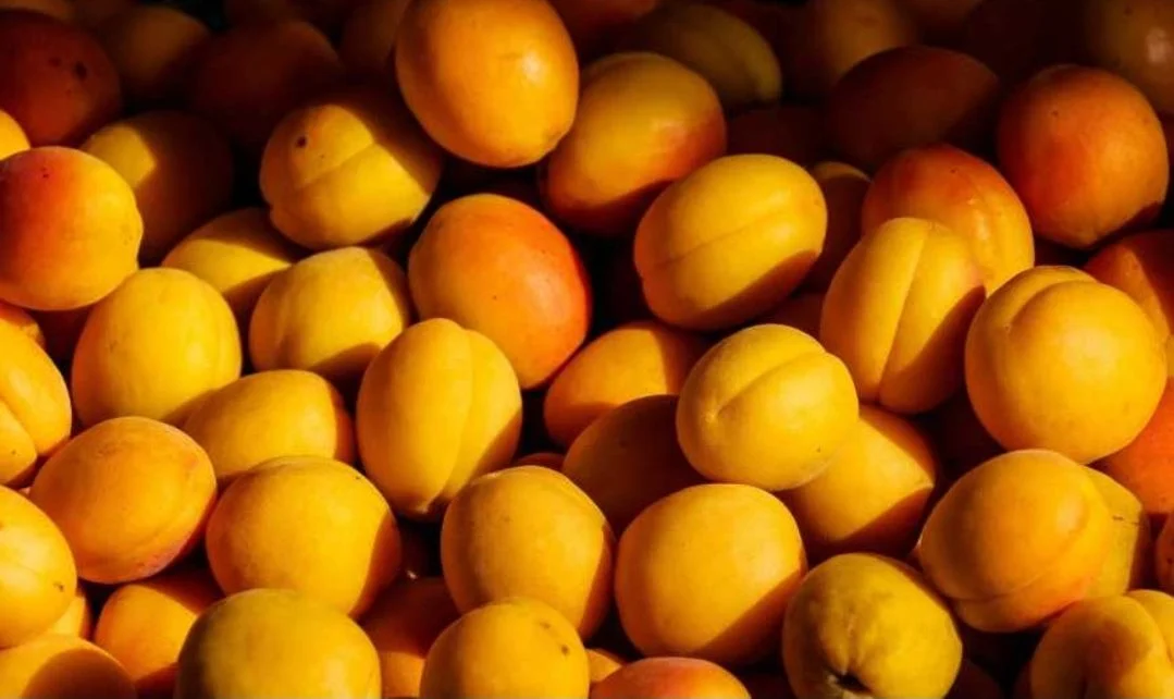 Ako ovo vidite na kajsijama, ne jedite ih: Nutricionistica otkriva šta treba izbjegavati
