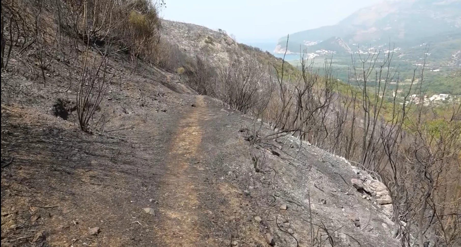 Potrebno od 25 do 30 godina za oporavak bukove šume od požara