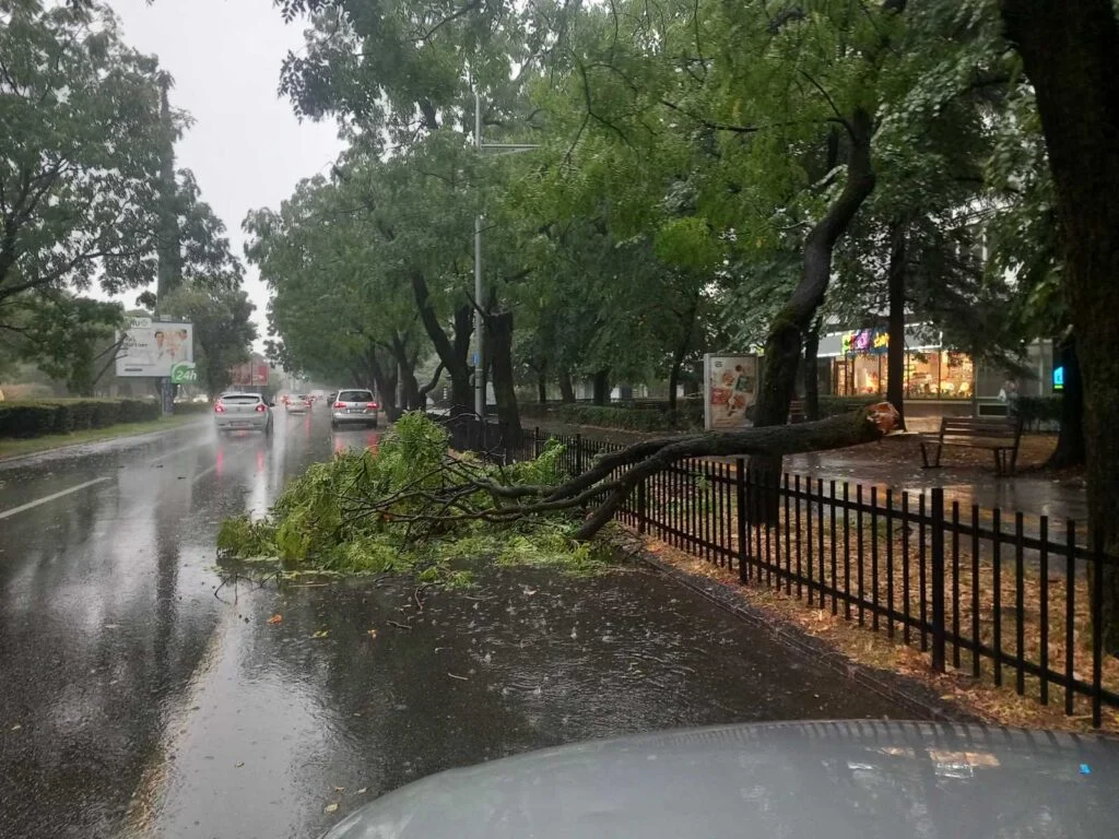 Veliko nevrijeme u Podgorici: Palo drvo u Bulevaru Svetog Petra Cetinjskog