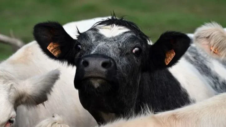 Pet slučajeva plavog jezika na teritoriji Crne Gore