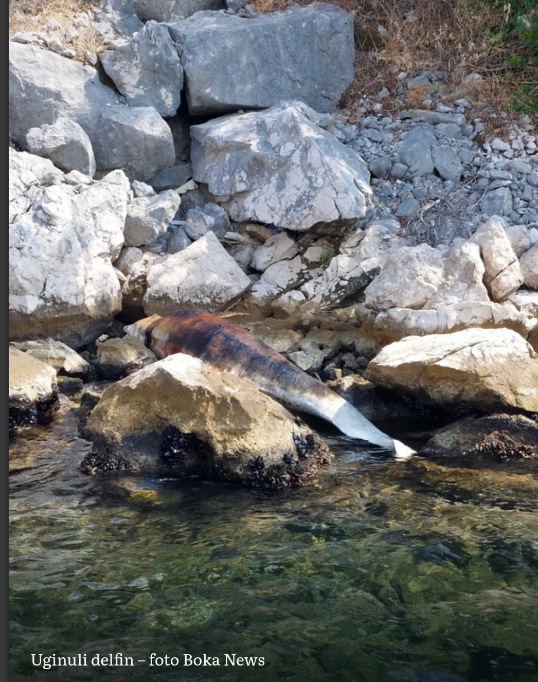 Pronađen uginuli delfin na obali između Perasta i Risna