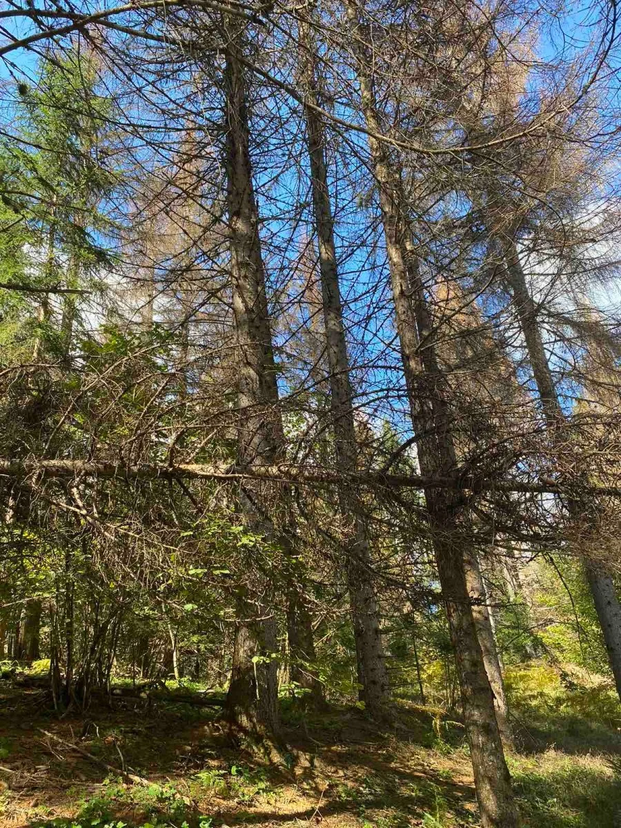 Direktore terete za milionsku štetu, sve počelo prijavom šumarskog inspektora