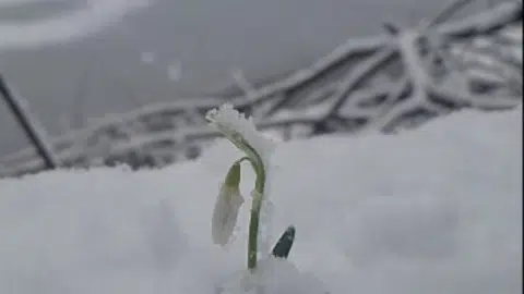 (VIDEO) Januarska visibaba prkosi snijegu u srcu NP Biogradska gora