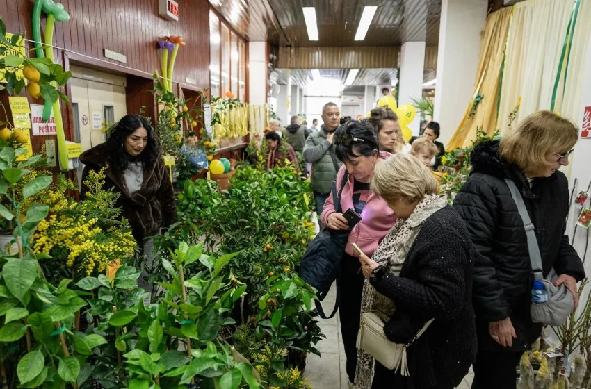 Mimoza u ruci, ljubav u srcu: Otvorena tradicionalna Izložba cvijeća