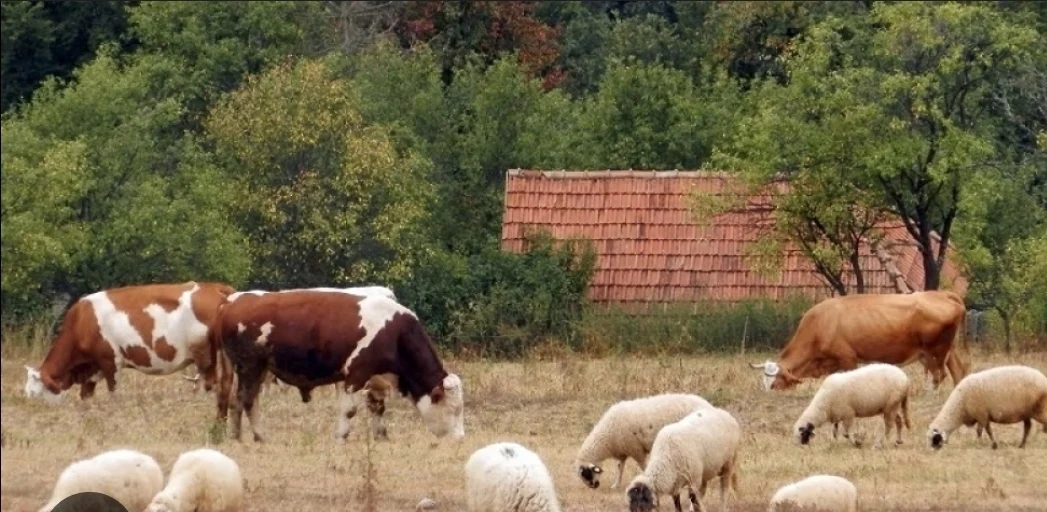 Procesuiran Bjelopoljac: Kupio 175 krava i ovaca, a nije platio