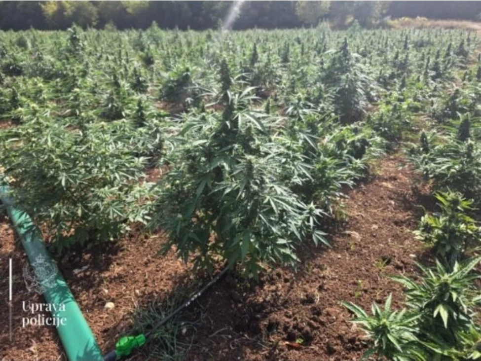 Uhapšene dvije osobe iz Zete osumnjičene za sadnju plantaže marihuane