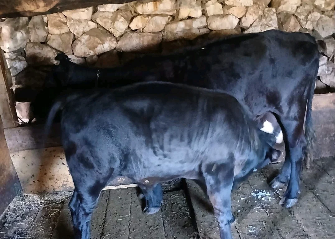 Mala Crna Gora: Dakić se vratio iz Beograda da bi se bavio stočarstvom