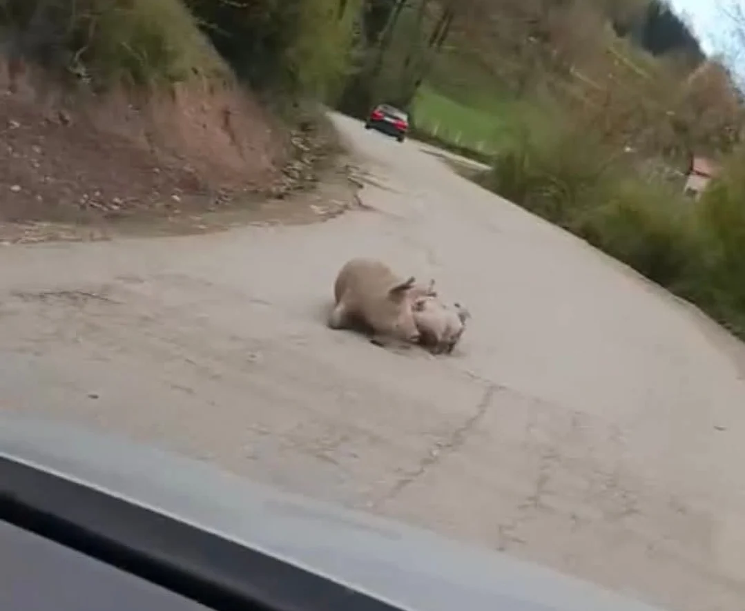 Na putu prema Crnoj Gori oprasila se krmača