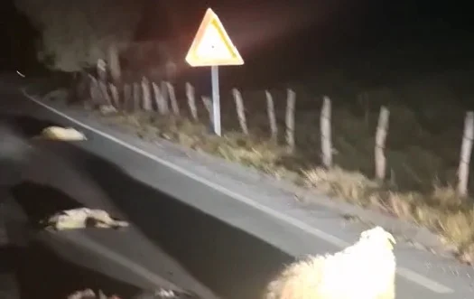 Bijelo Polje: Naletio autom brzinom 130 km/h na stado ovaca, stradalo desetak grla