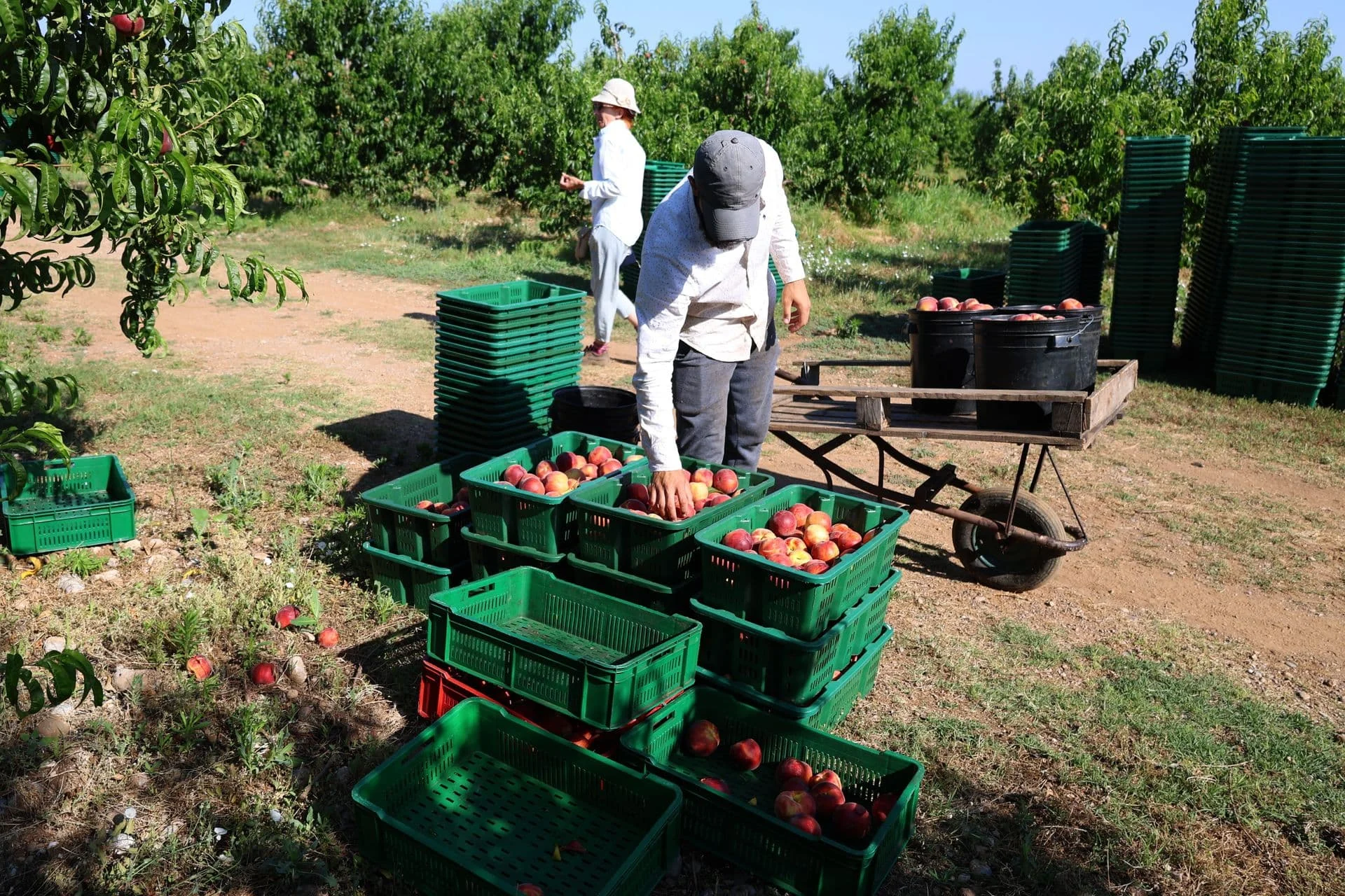 PLANTAŽE: Berba voća počinje u zoru, dnevno se može zaraditi do 35 eura. Radna snaga iz regiona
