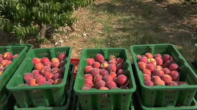 PLANTAŽE: Breskve odlično rodile, beračima dnevnica do 40 eura, fali radne snage
