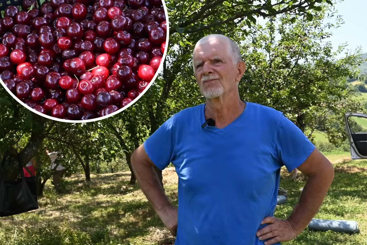 Voćar ostao u čudu: Kupac tražio višnje bez koštica