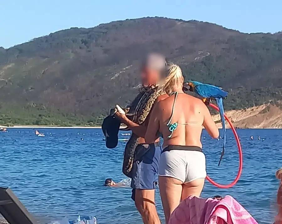 Fotografisanje turista sa papagajima i zmijama nezakonito: Kazne do 40.000 eura
