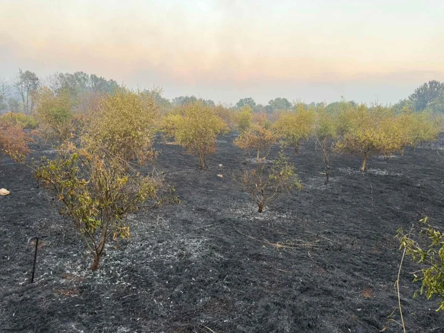 U požaru kod Ulcinja izgorjela velike plantaže limuna, šipka i maslina