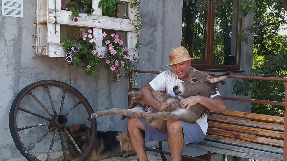 SVJETSKA ATRAKCIJA -Farma u Martinićima: Magarci uživaju uz Vivaldija, a za kraj dana dobiju uspavanku