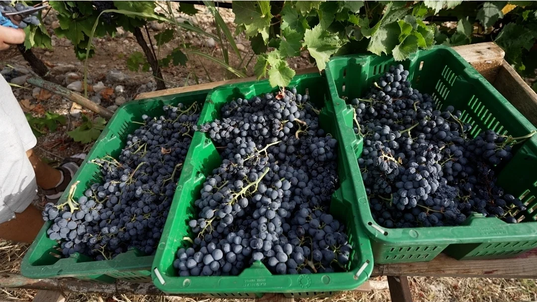 PLANTAŽE - U toku berba vranca, angažovano 245 sezonaca: Zarada 40 eura dnevno, a rade do podne