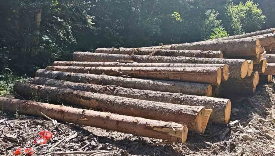 Uništavanje šuma: Jelovica opet na udaru
