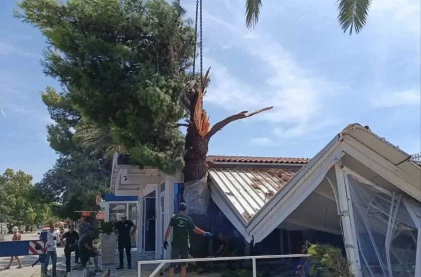Grana bora težine oko osam tona pala na ugostiteljski objekat