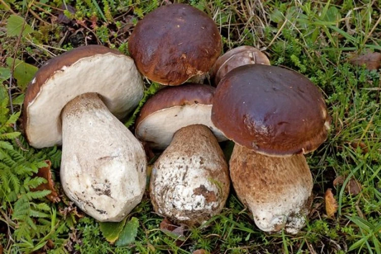 Od planinskog blaga najviše zarađuju nakupci